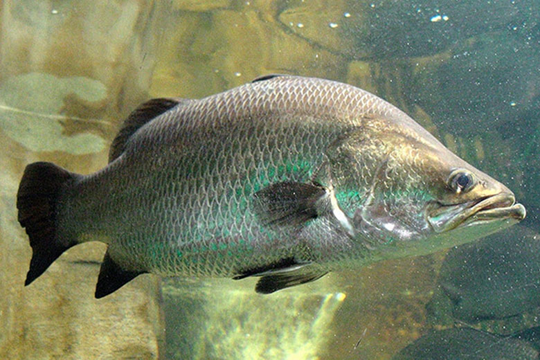 Các chẽm đang bơi trong bể