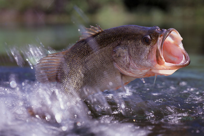 Cá nước ngọt có phải là hải sản không
