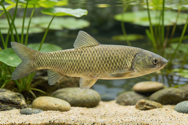 Cá trắm cỏ
