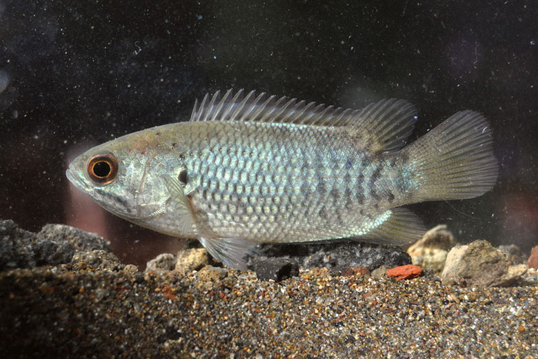 Đặc điểm nhận dạng cá rô đồng