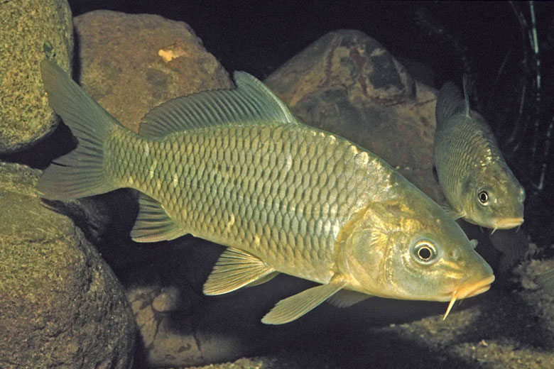 Thành phần dinh dưỡng của cá chép